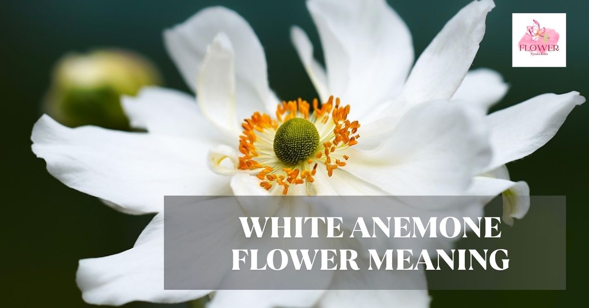 white anemone flower meaning