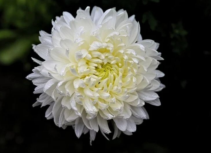 White chrysanthemum symbolism