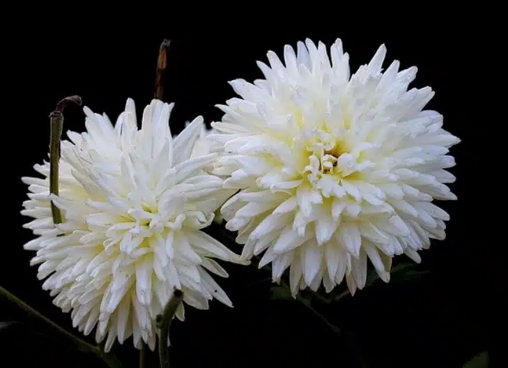 white chrysanthemums represent unconditional love