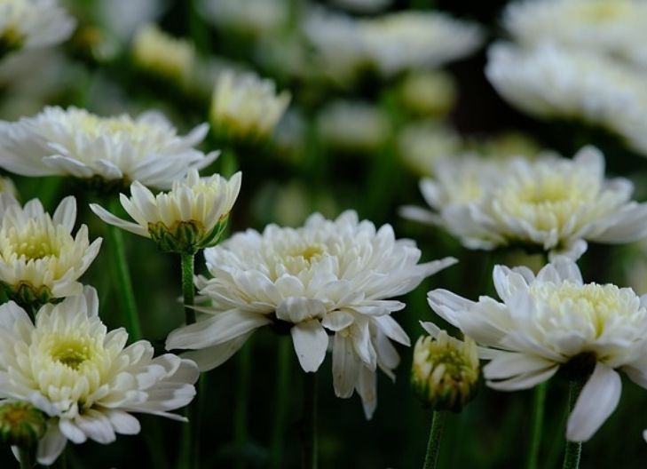 What does the white chrysanthemum flower mean?