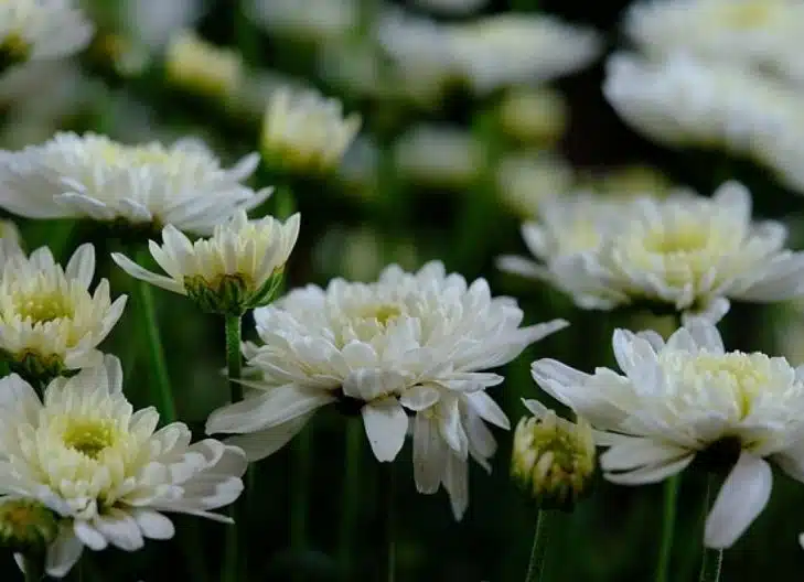 What does the white chrysanthemum flower mean?