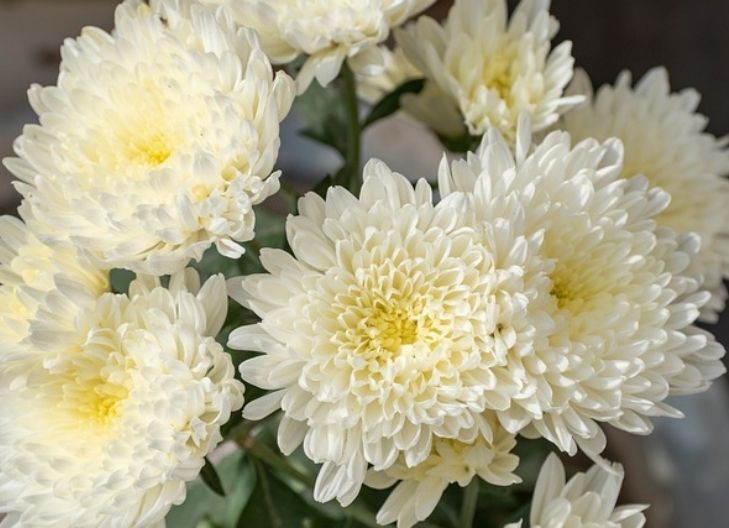 White chrysanthemum flower meaning