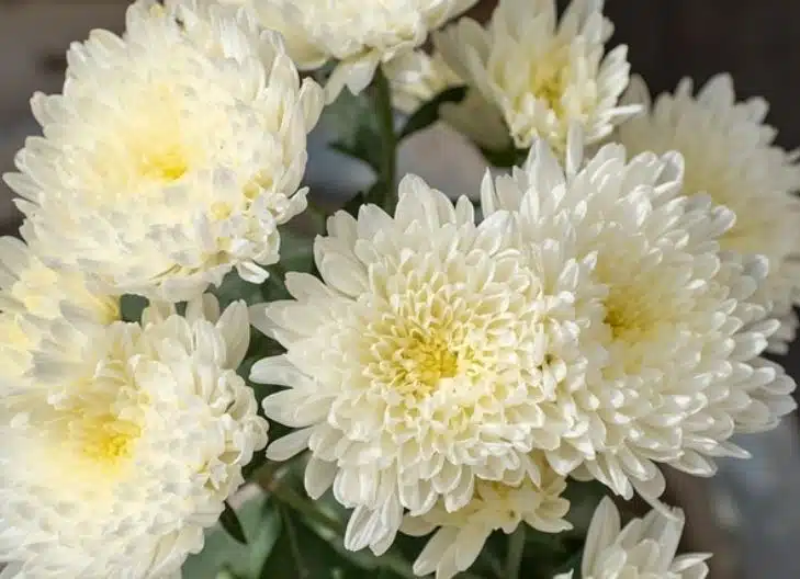 White chrysanthemum flower meaning