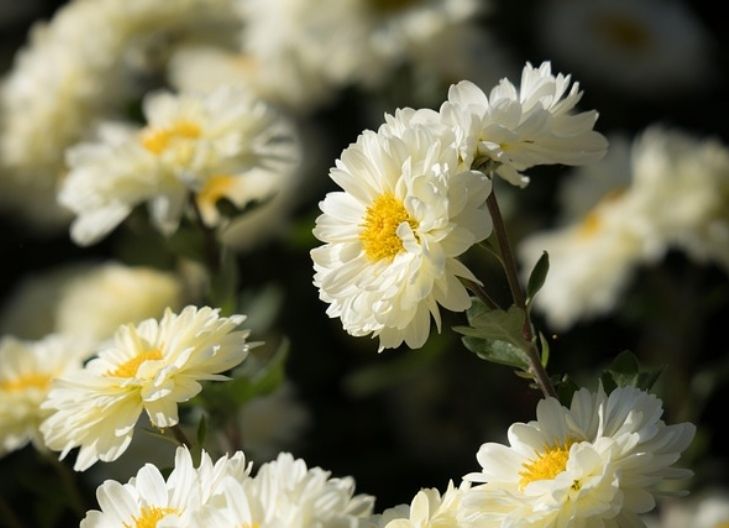 Spiritual meaning of white chrysanthemum