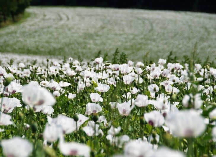 white flowers represent unconditional love