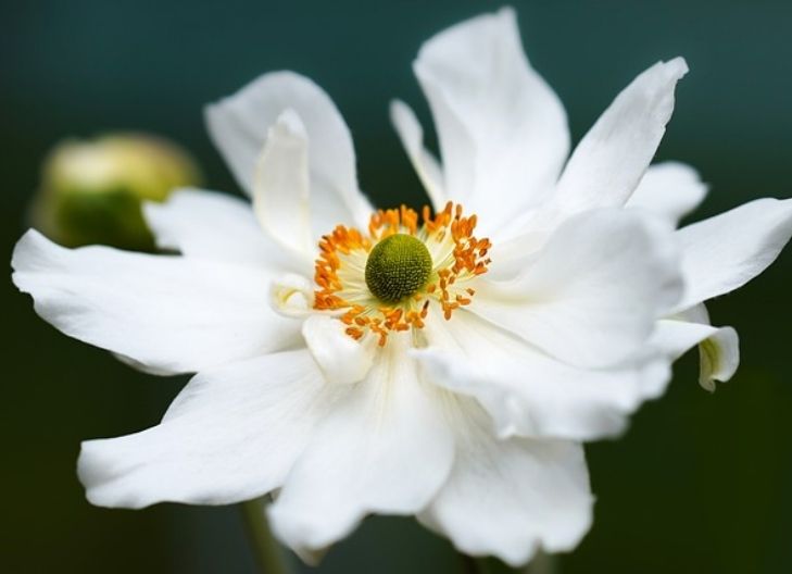 What does a white flower mean?