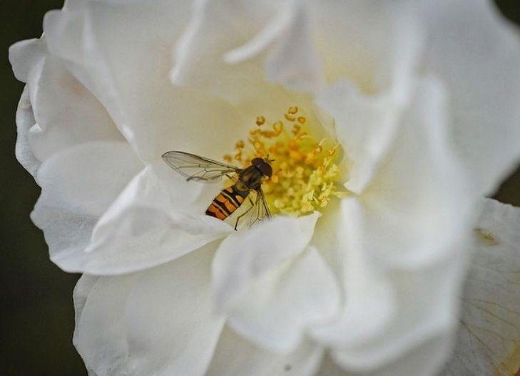 Spiritual meaning of white flowers
