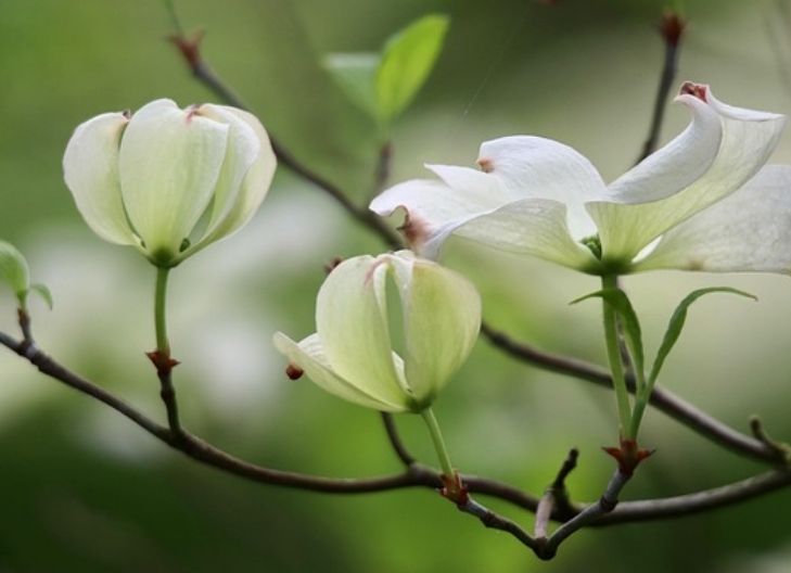 White flower meaning symbolizes purity, innocence,