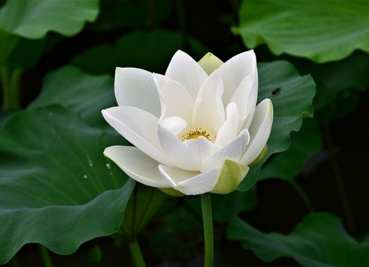 In relationships, white lotus represents pure intentions