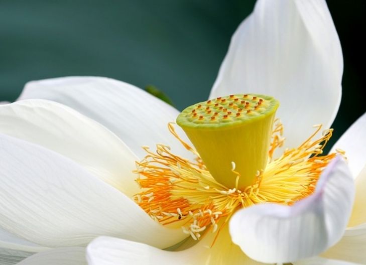 White lotus symbolism