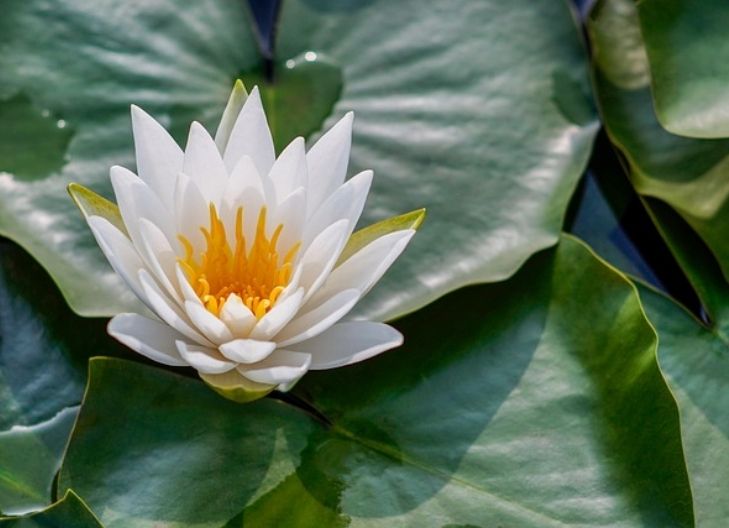 Spiritual meaning of white lotus reflects divine awakening