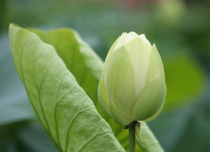 White lotus flower meaning symbolizes spiritual purity, enlightenment, and rebirth of the soul