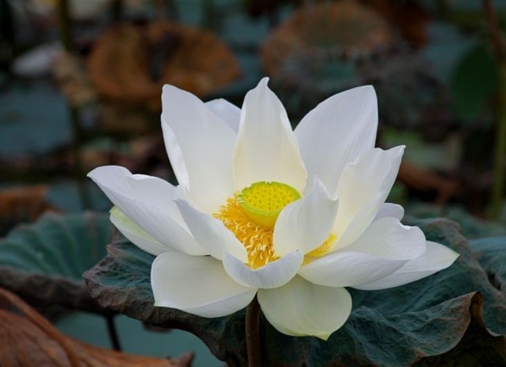 What does the white lotus flower mean