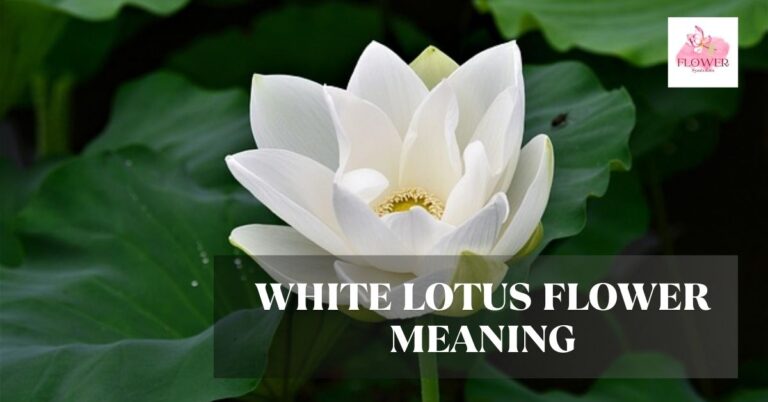 white lotus flower meaning