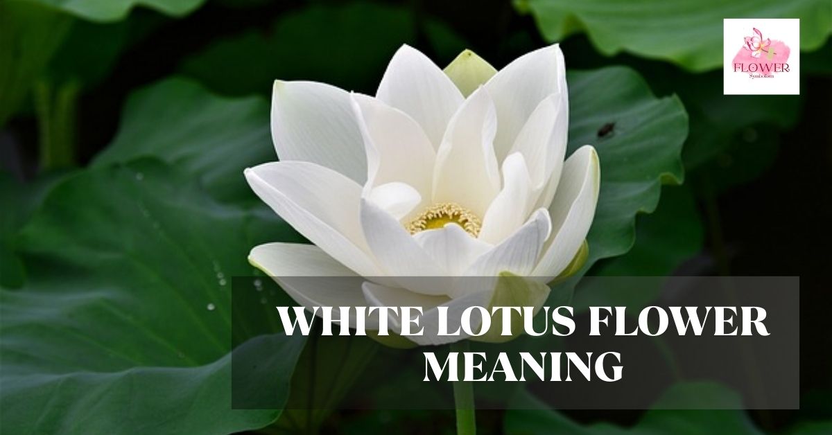 white lotus flower meaning