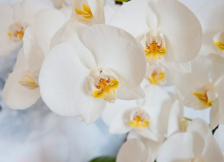 White orchid symbolism
