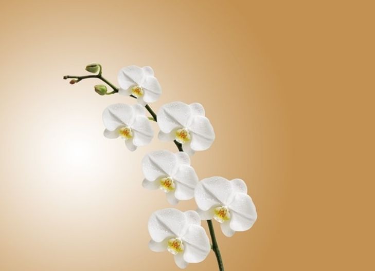 In love, white orchids represent sincere devotion