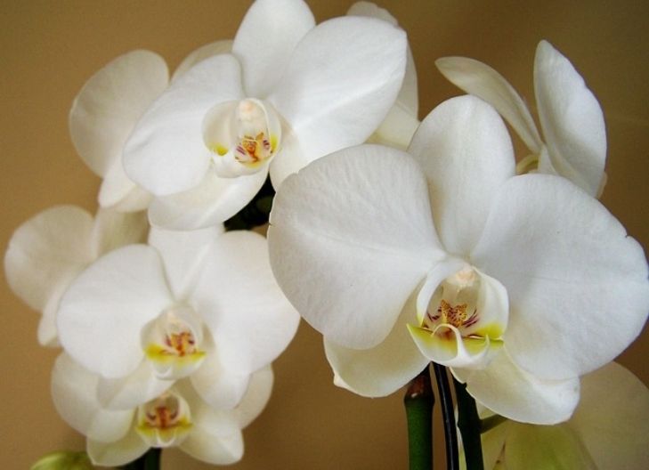What does the white orchid flower mean?