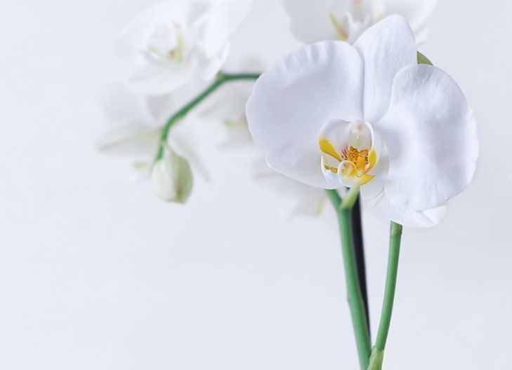 White orchid flower meaning symbolizes purity