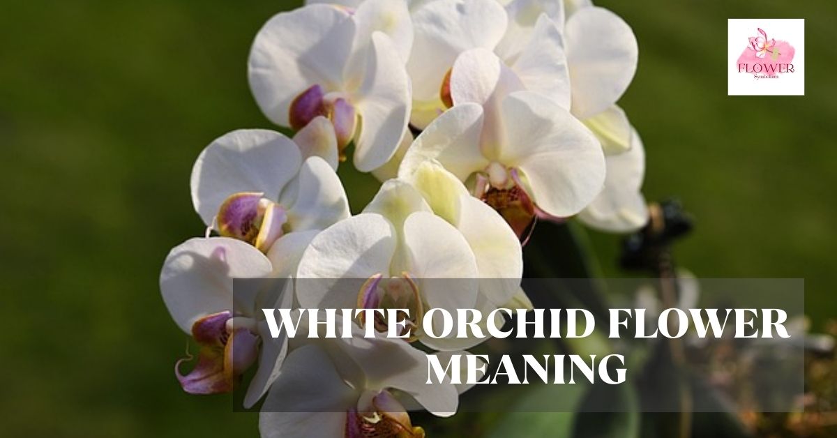 white orchid flower meaning