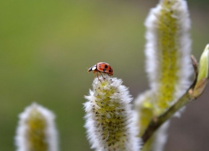 Willow flower symbolism reflects resilience in grief