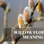willow flower meaning