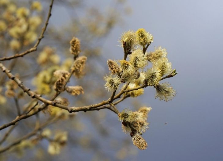 In relationships, willow flowers represent enduring love
