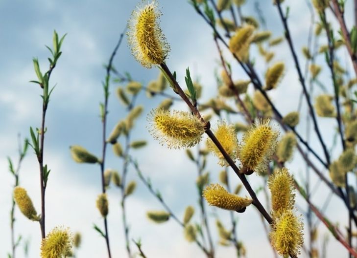Willow flower meaning associated with flexibility, emotional healing, and quiet strength in love