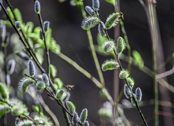 Spiritual meaning of willow flower