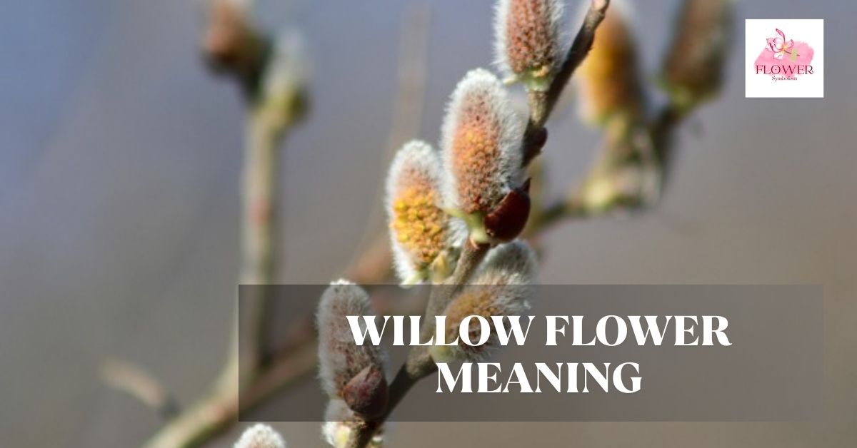 willow flower meaning