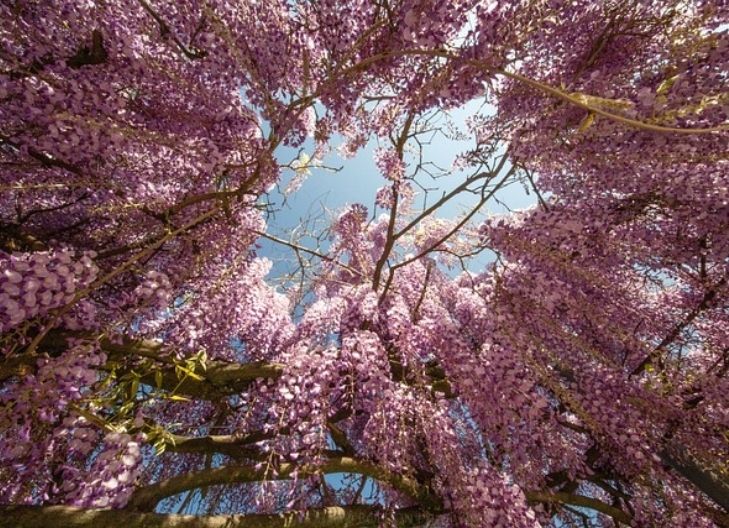 Wisteria symbolism tied to romantic devotion