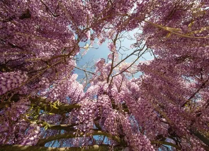Wisteria symbolism tied to romantic devotion