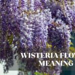 wisteria flower meaning