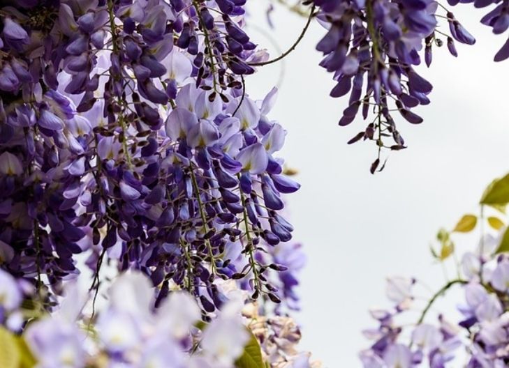 In love, wisteria flowers represent lasting affection
