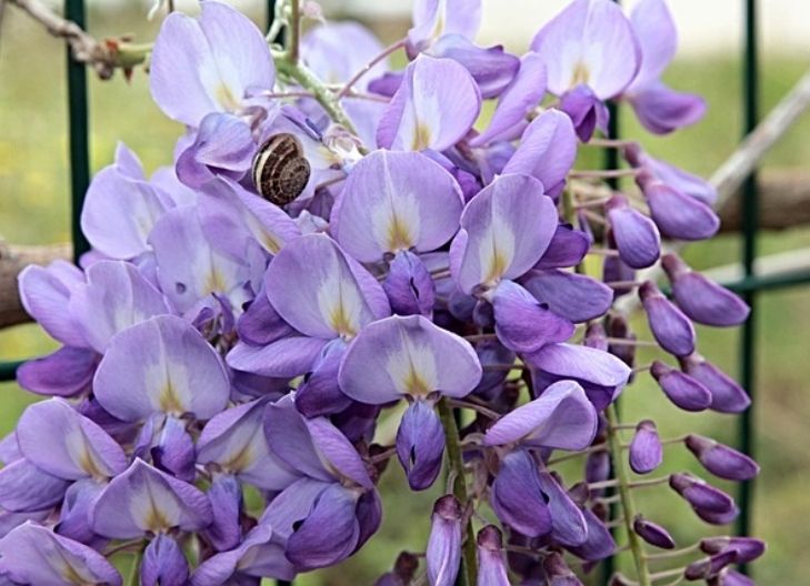 What does the wisteria flower mean?