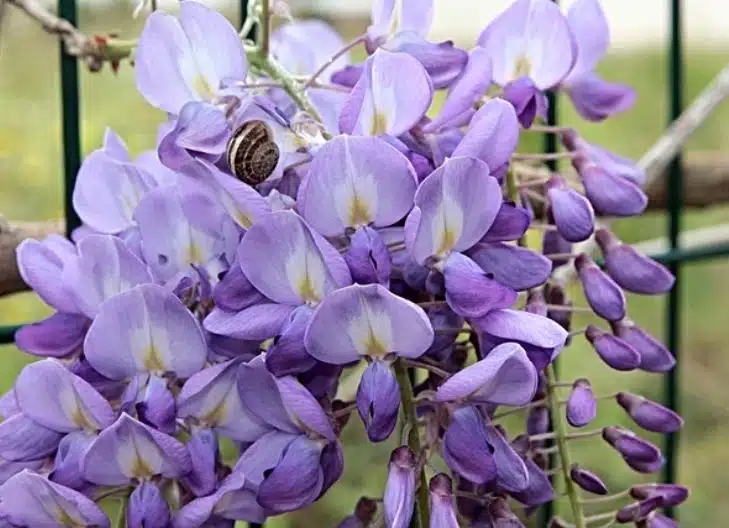 What does the wisteria flower mean?