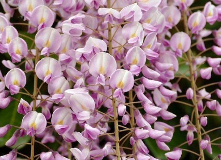 Wisteria flower meaning symbolizes