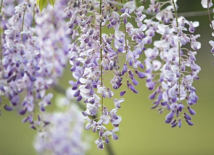 Spiritual meaning of wisteria reflects divine wisdom