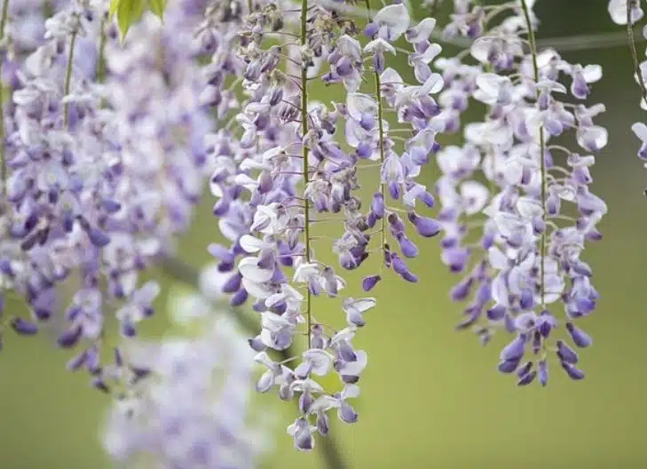 Spiritual meaning of wisteria reflects divine wisdom