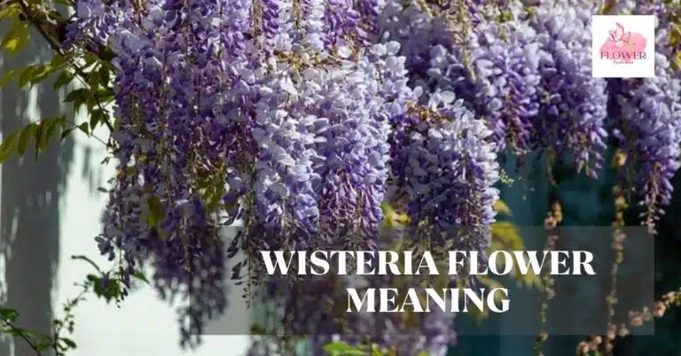 wisteria flower meaning