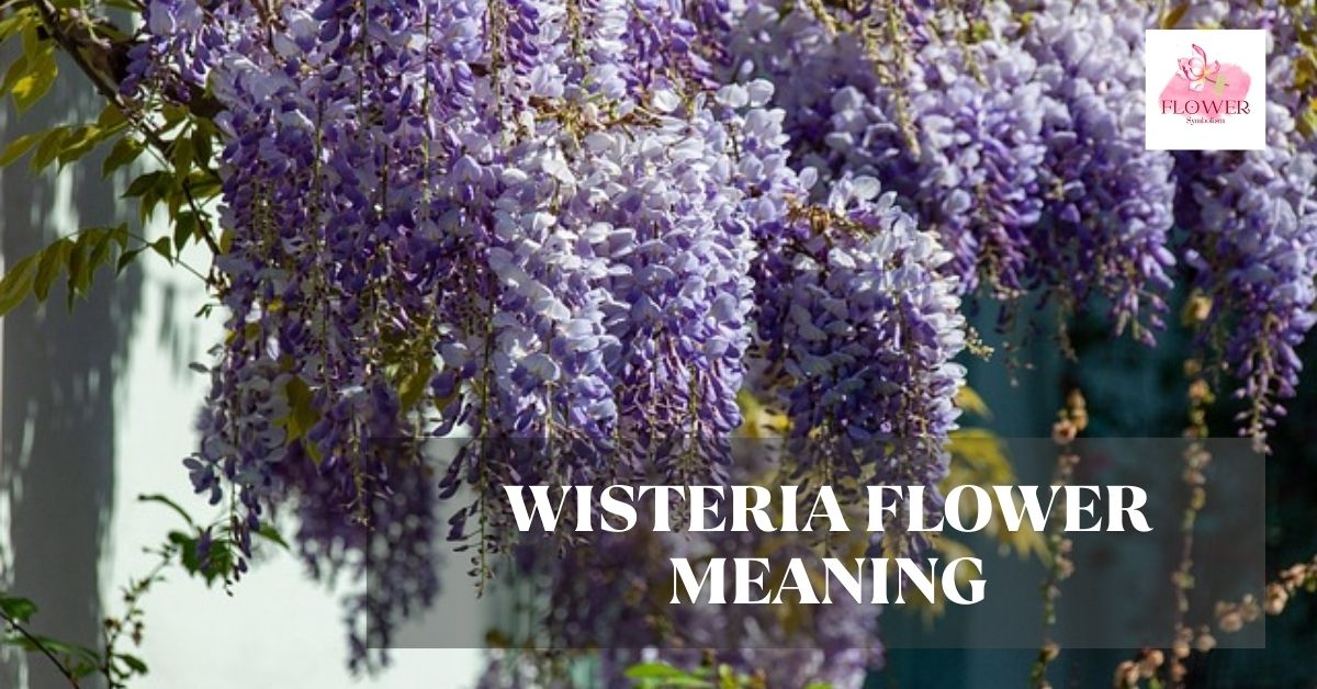 wisteria flower meaning