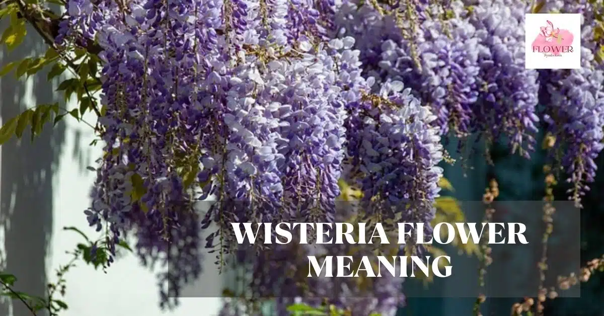 wisteria flower meaning