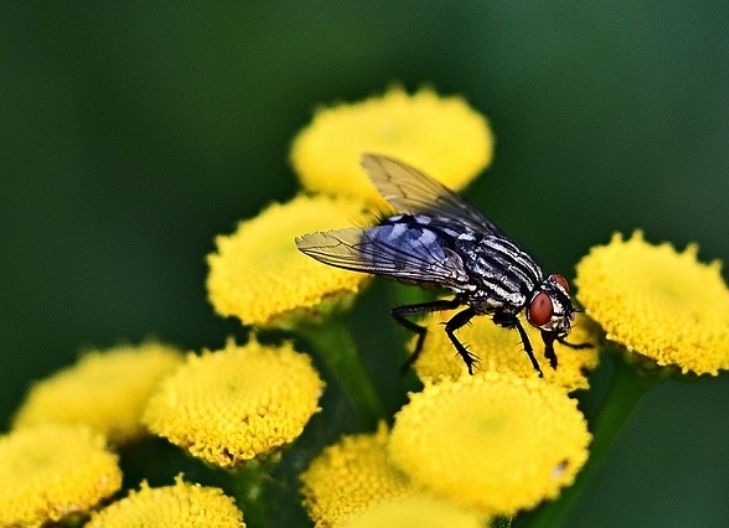 Spiritual meaning of yarrow symbolizing inner strength, energetic balance, and divine emotional guidance