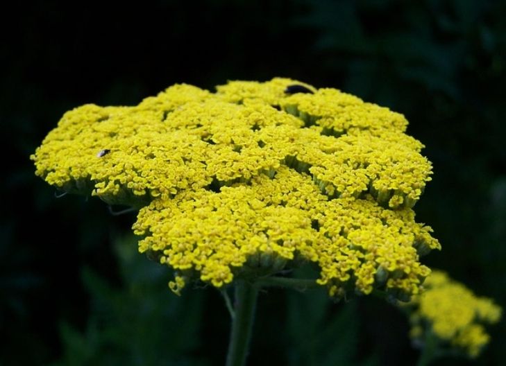 Yarrow flower meaning protection, healing energy, and emotional resilience in both love and life