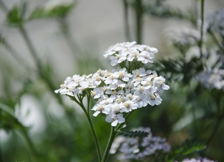 In love, yarrow represents emotional clarity, commitment through challenges, and spiritual unity between partners