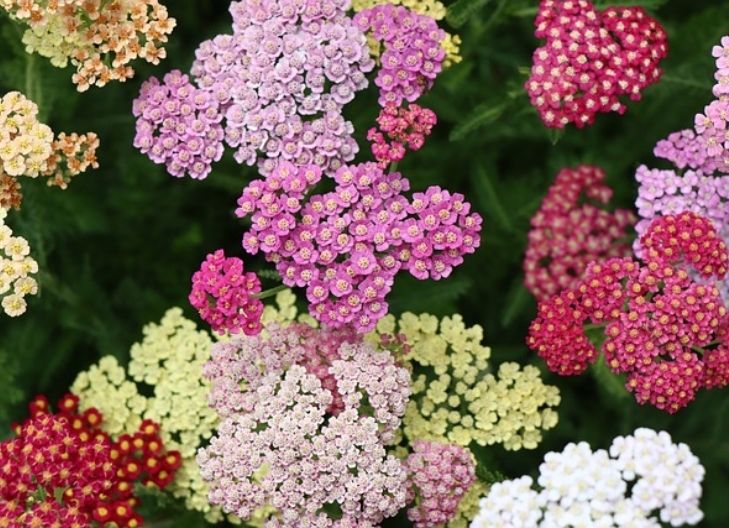 Yarrow flower symbolism tied to lasting love, courage in relationships, and the power to mend emotional wounds