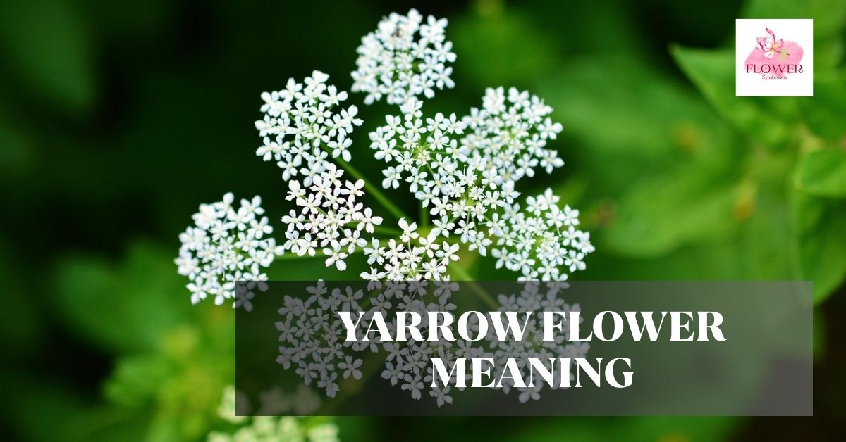 yarrow flower meaning