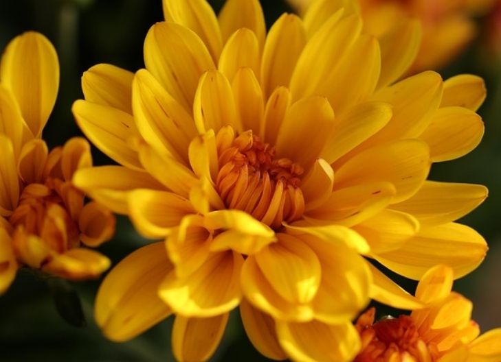 – In love, yellow chrysanthemums represent platonic affection, support, and appreciation without romantic intent
