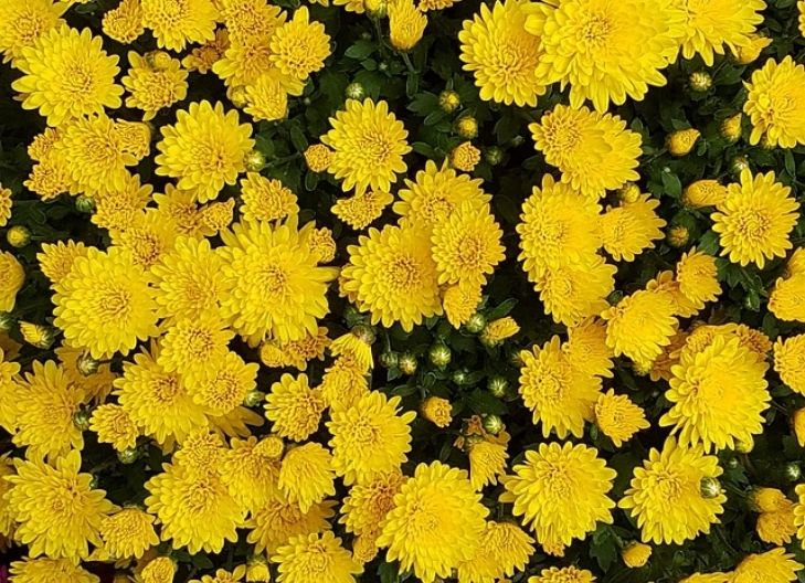 – Yellow chrysanthemum flower meaning joy, optimism, and loyal friendship in emotional connections
