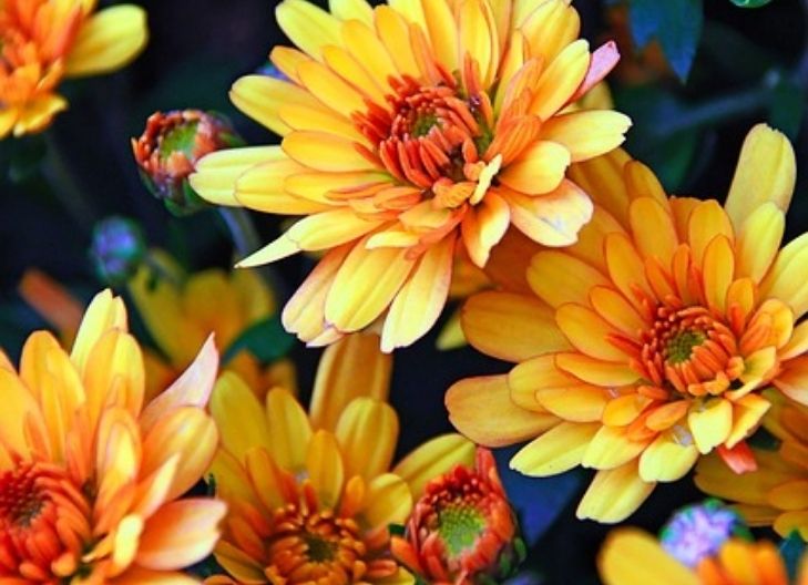 – Spiritual meaning of yellow chrysanthemum symbolizing truth, inner strength, and clarity in the heart
